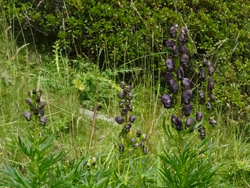 Catena dei Lagorai...da Pergine al Passo del Manghen